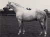 stallion Wettsport (Trakehner, 1977, from Primo)