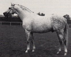 stallion Wettsport (Trakehner, 1977, from Primo)