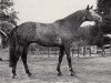 stallion Widerhall (Trakehner, 1971, from Index)
