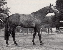 stallion Widerhall (Trakehner, 1971, from Index)