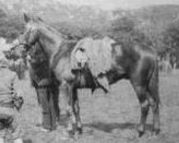 Pferd Adventure (Connemara-Pony, 1925, von Thistleton xx)