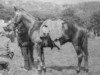 Pferd Adventure (Connemara-Pony, 1925, von Thistleton xx)
