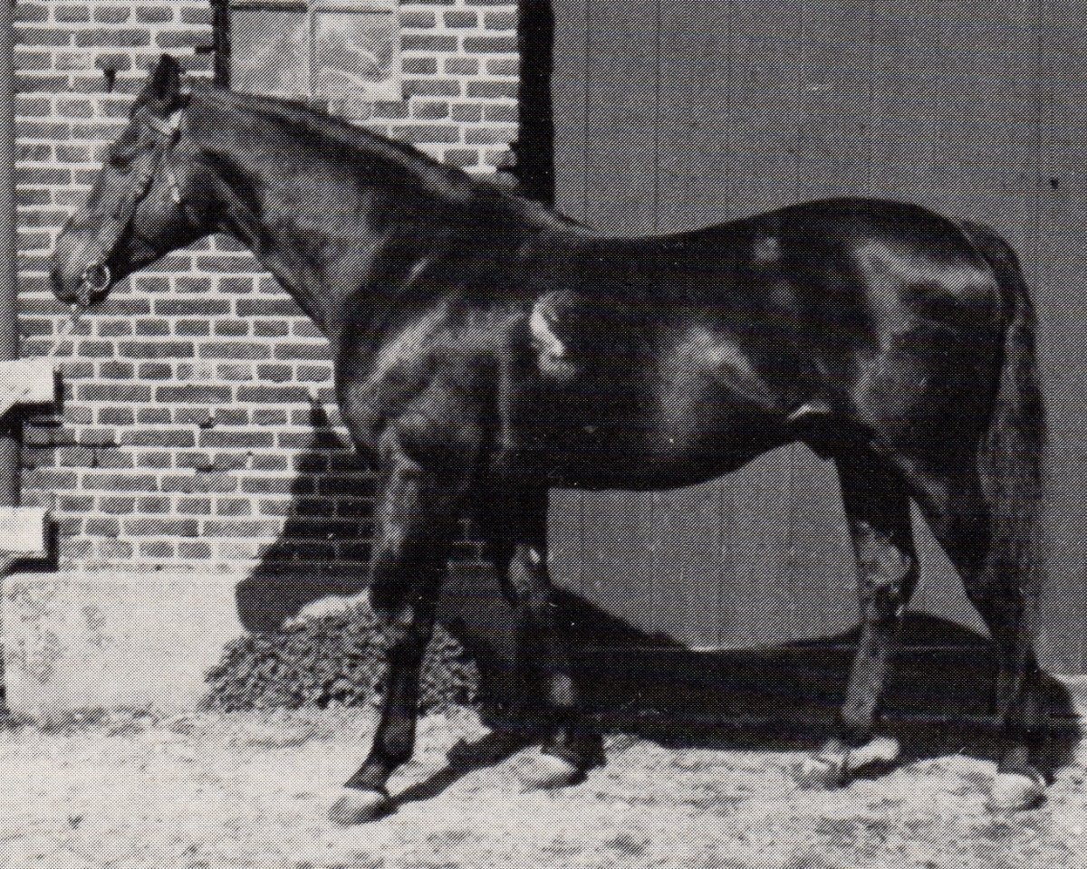 Deckhengst Xaver (Trakehner, 1965, von Isländer)