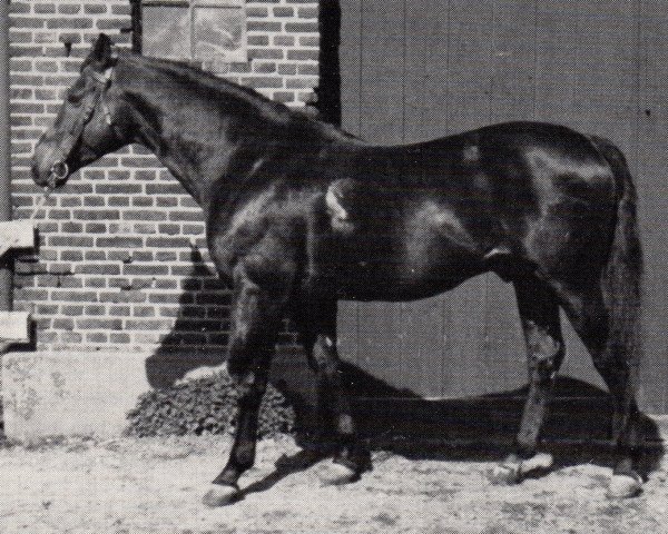 stallion Xaver (Trakehner, 1965, from Isländer)