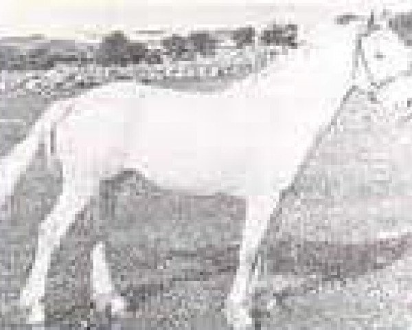 Deckhengst Inchagoill Laddie (Connemara-Pony, 1934, von Rebel)