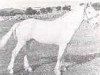 Deckhengst Inchagoill Laddie (Connemara-Pony, 1934, von Rebel)