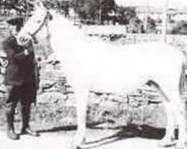 Deckhengst Gil (Connemara-Pony, 1938, von Inchagoill Laddie)