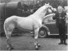 Zuchtstute Glenlo Biddy (Connemara-Pony, 1965, von Carna Bobby)
