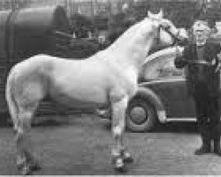 broodmare Glenlo Biddy (Connemara Pony, 1965, from Carna Bobby)