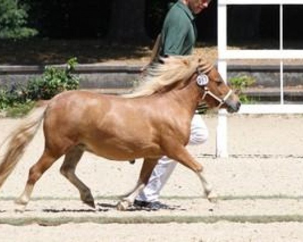 broodmare Peppermint Patty v.d. Gerlingermühle (Shetland pony (under 87 cm), 2010, from Zanebono Vacare)