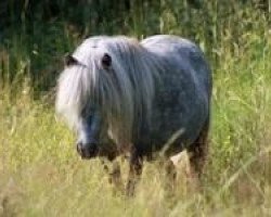 Zuchtstute Ayla v. d. Luchieshof (Shetland Pony (unter 87 cm),  , von Lay-Out van de Viersprong)