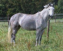 broodmare Une Aimee (Holsteiner, 2004, from Cassini I)