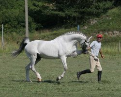 horse Acorn (Holsteiner, 1994, from Acord II)