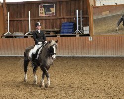 dressage horse Widukinds Diamant (Black Forest Horse, 1998, from Widukind)