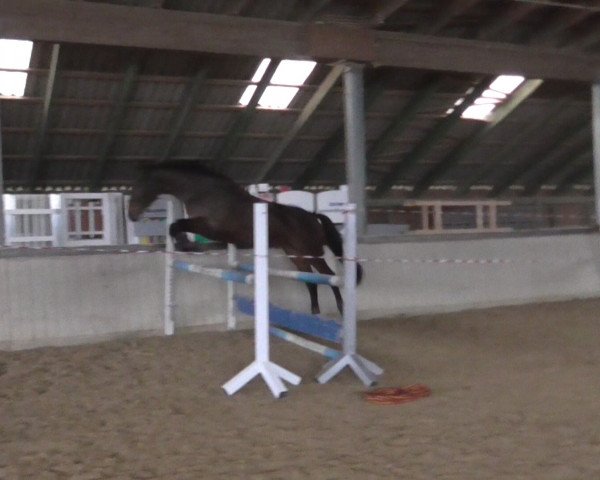 jumper Mary (Hanoverian, 2009, from Markus Deak xx)