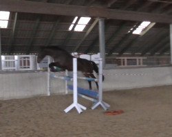 jumper Mary (Hanoverian, 2009, from Markus Deak xx)