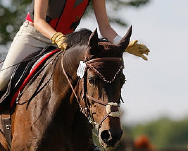 Springpferd Schoenweils Bac (Deutsches Reitpony, 1999, von Were Di's Aron)