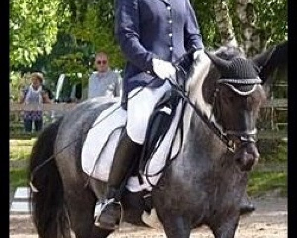 dressage horse Moritz 2008 (Polish Pony, 1998)