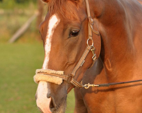 horse Red Rubiano (Hanoverian, 2009, from Retoucheur)