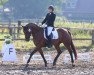 dressage horse Pekila (Westphalian, 2009, from Peking)