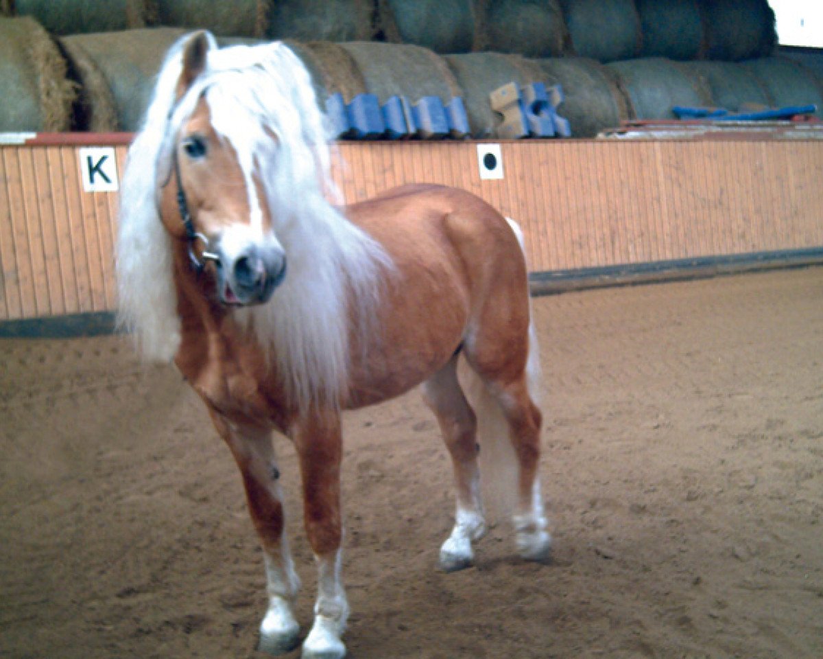 Deckhengst Admiral (Haflinger, 2001, von liz. 101/T Amadeus)