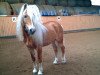 stallion Admiral (Haflinger, 2001, from liz. 101/T Amadeus)