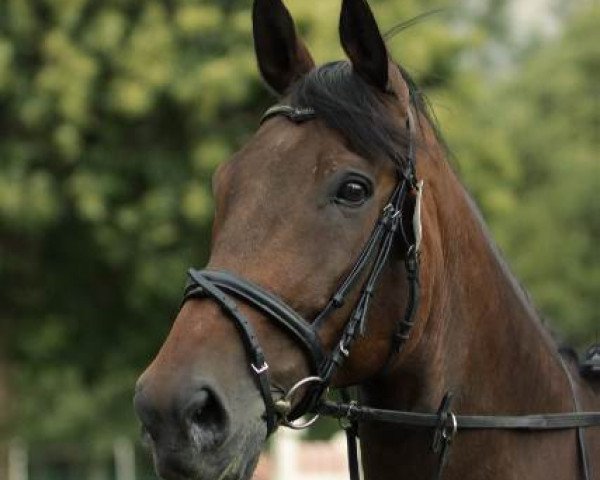 Pferd La Martini (Rheinländer, 1995, von Larome)