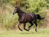 dressage horse Fashion Queen (Trakehner, 1999, from Le Duc)