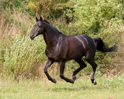 dressage horse Fashion Queen (Trakehner, 1999, from Le Duc)