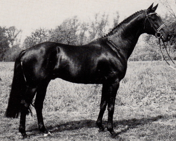 horse Matcho AA (Anglo-Arabs, 1978, from Pancho II AA)