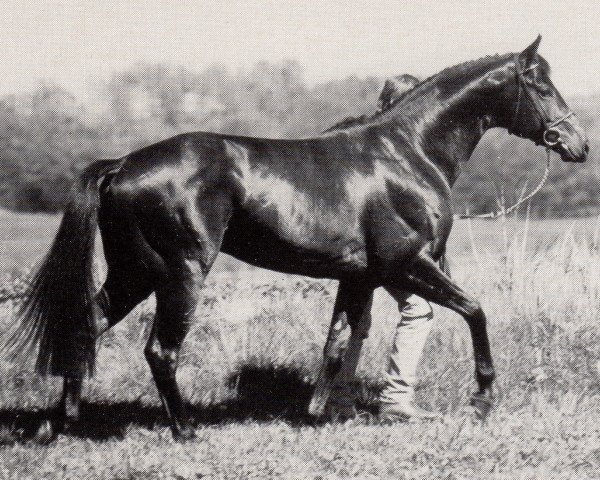 stallion Langata Express xx (Thoroughbred, 1985, from Mansingh xx)