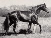 stallion Langata Express xx (Thoroughbred, 1985, from Mansingh xx)