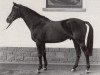 stallion Kallistos x (Anglo-Arabs, 1970, from Djerba Oua ox)