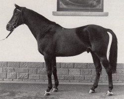 stallion Kallistos x (Anglo-Arabs, 1970, from Djerba Oua ox)