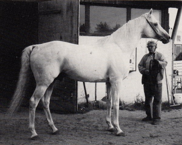 stallion Jolly Jinks S xx (Thoroughbred, 1963, from Tudor Jinks xx)