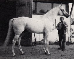 stallion Jolly Jinks S xx (Thoroughbred, 1963, from Tudor Jinks xx)