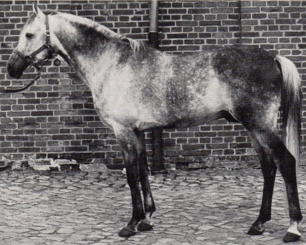 stallion Daemon ox (Arabian thoroughbred, 1972, from Gharib 1965 EAO)