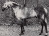 stallion Daemon ox (Arabian thoroughbred, 1972, from Gharib 1965 EAO)