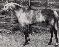 stallion Daemon ox (Arabian thoroughbred, 1972, from Gharib ox)