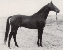 stallion Blaubart xx 3319 (Thoroughbred, 1967, from Bürgermeister xx)