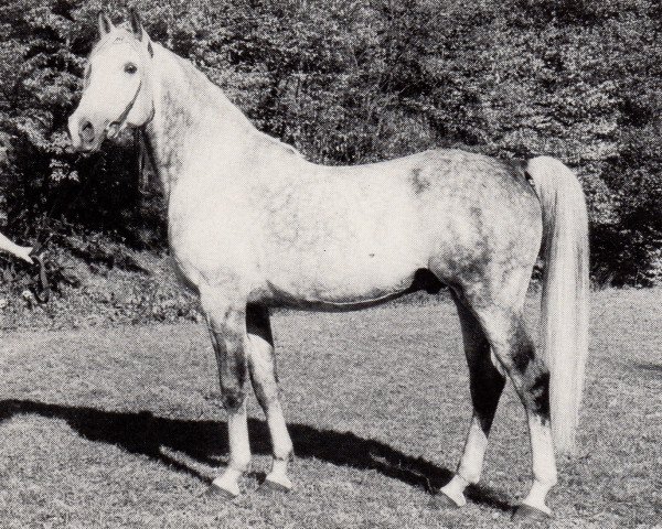 stallion Balaton ShA (Shagya Arabian, 1972, from Gazal VII ShA)