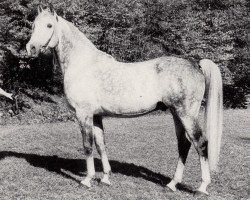 Deckhengst Balaton ShA (Shagya-Araber, 1972, von Gazal VII ShA)