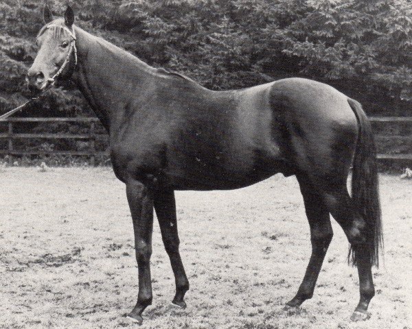 Pferd Athenagoras xx (Englisches Vollblut, 1970, von Nasram xx)