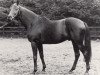 horse Athenagoras xx (Thoroughbred, 1970, from Nasram xx)