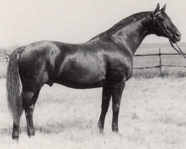 Deckhengst Aspirant (Trakehner, 1976, von Poprad)