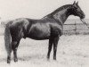 stallion Aspirant (Trakehner, 1976, from Poprad)