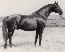 stallion Aspirant (Trakehner, 1976, from Poprad)