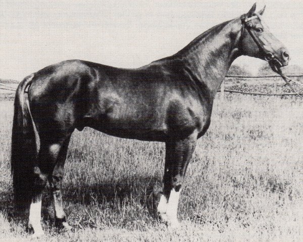stallion Altan II (Trakehner, 1977, from Vers I)