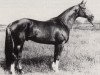 stallion Altan II (Trakehner, 1977, from Vers I)