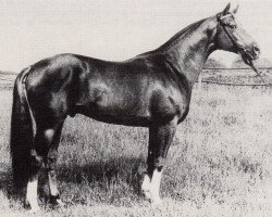 stallion Altan II 1378 (Trakehner, 1977, from Vers I)